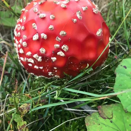 W Jaworkach - Pod Wysoka Daire