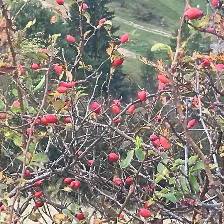 W Jaworkach - Pod Wysoka * Jaworki